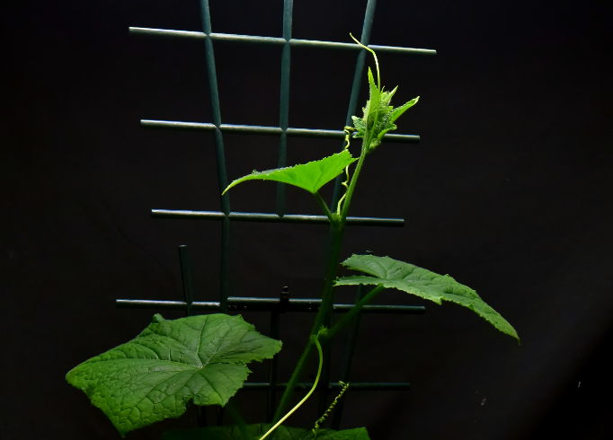 Cucumber plant climbing vertically on a support frame