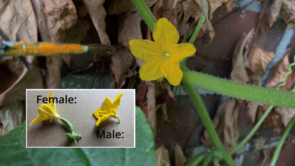 Close-up of male and female cucumber flowers for pollination