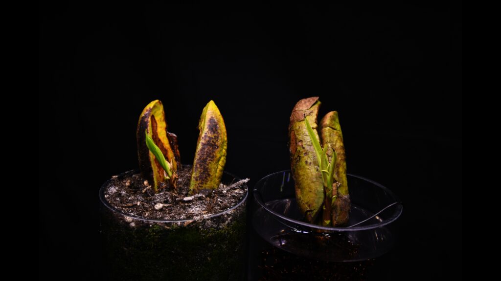 white mango seed germinating with a visible root emerging