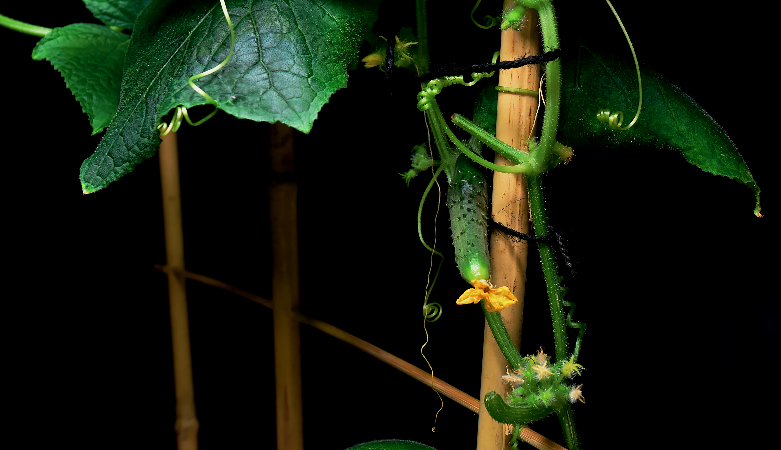 Small cucumber fruit developing behind a pollinated flower