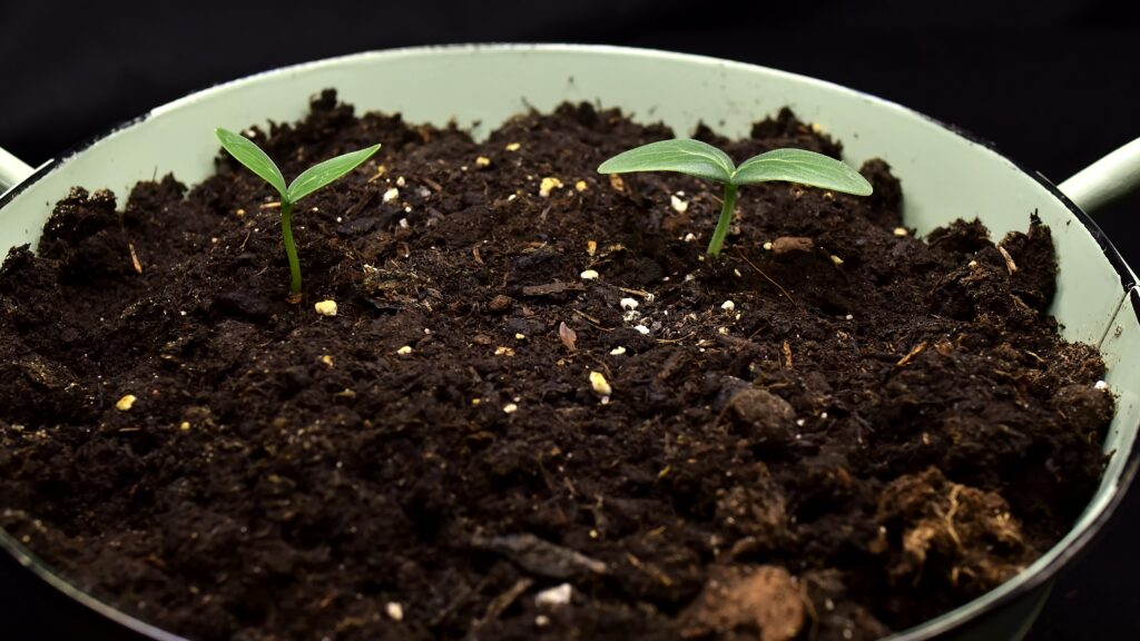 Tiny cucumber seedlings emerging in rich potting soil