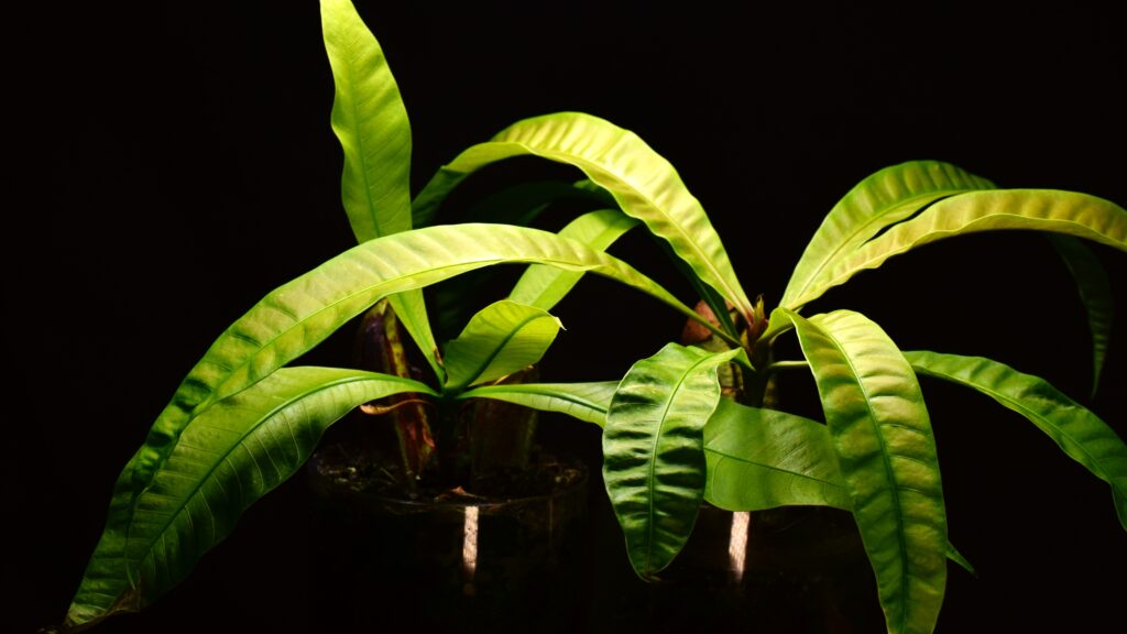 side-by-side comparison of white mango plants grown with different methods