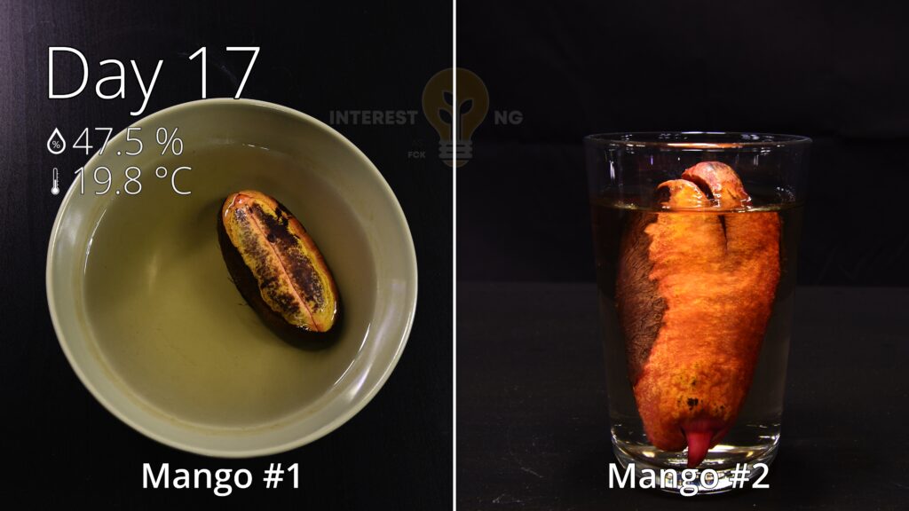 comparison of white mango seedlings grown in water and in soil