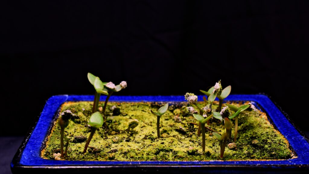germinated prickly pear cactus seedlings with tiny green pads