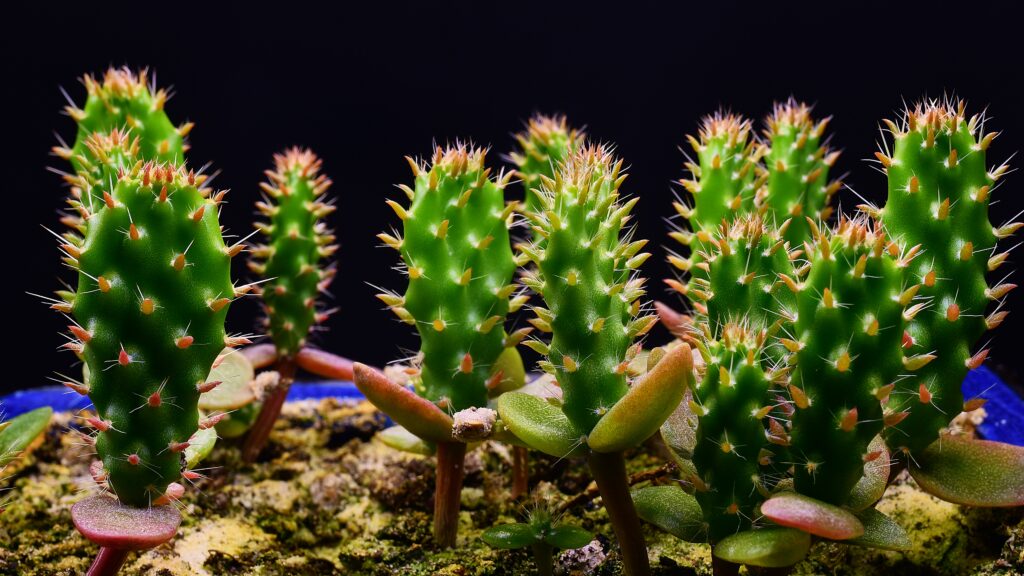 young prickly pear cactus with developing pads in a pot