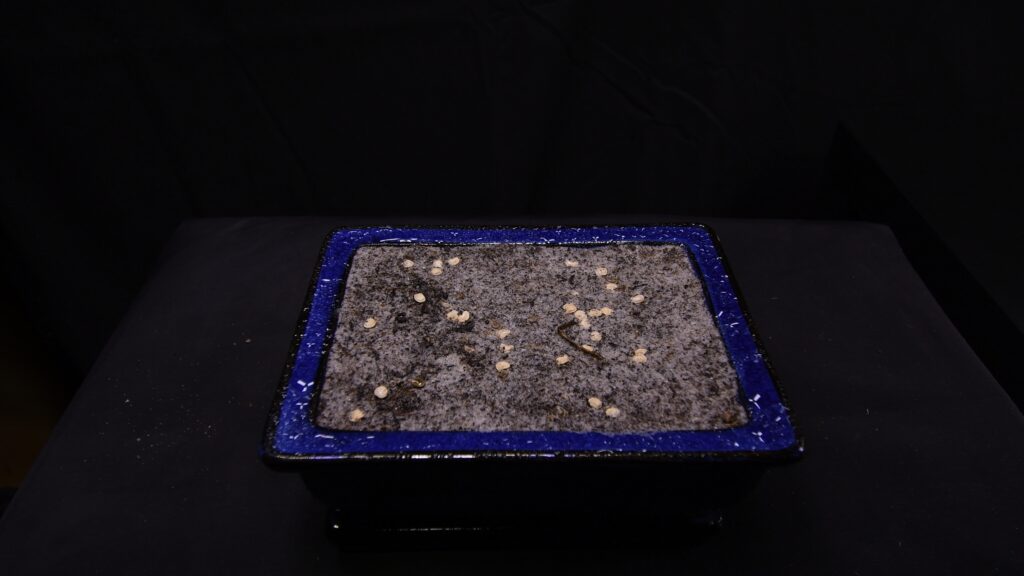 prickly pear cactus seeds on sandy substrate ready for sowing