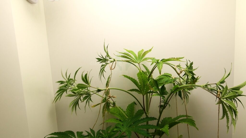 Autoflower cannabis plant trained with low-stress training by bending and tying down the main stem