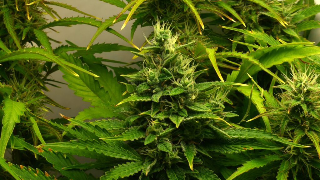 Autoflower cannabis in early flowering stage with forming buds