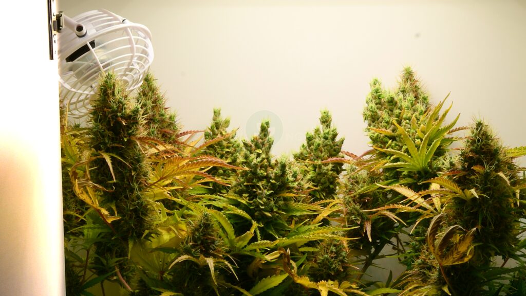 Close-up of mature autoflower cannabis buds in late flowering stage