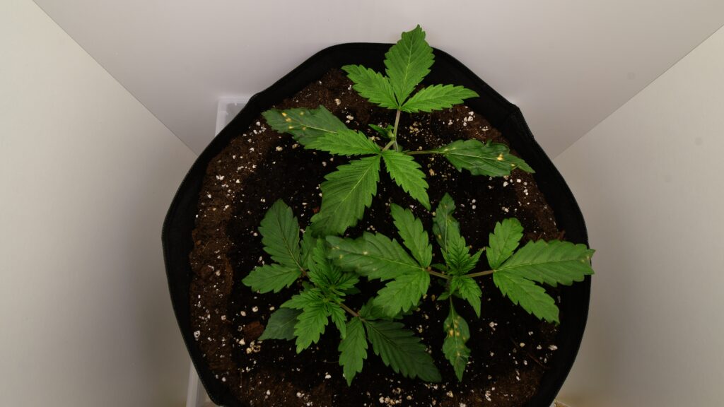 Young autoflower cannabis plants in pots a few weeks after germination