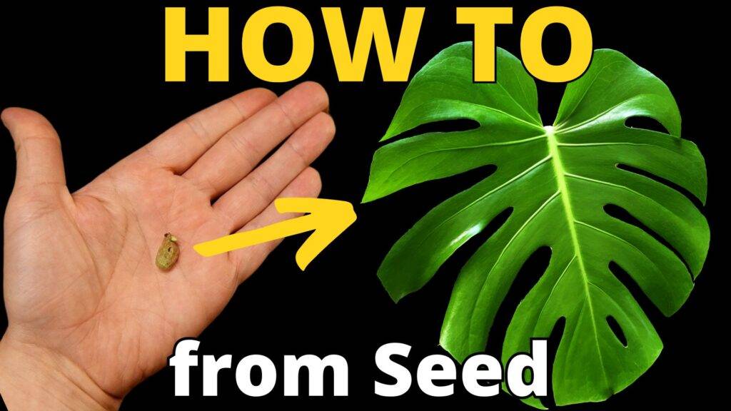 How to grow a monstera deliciosa from seed