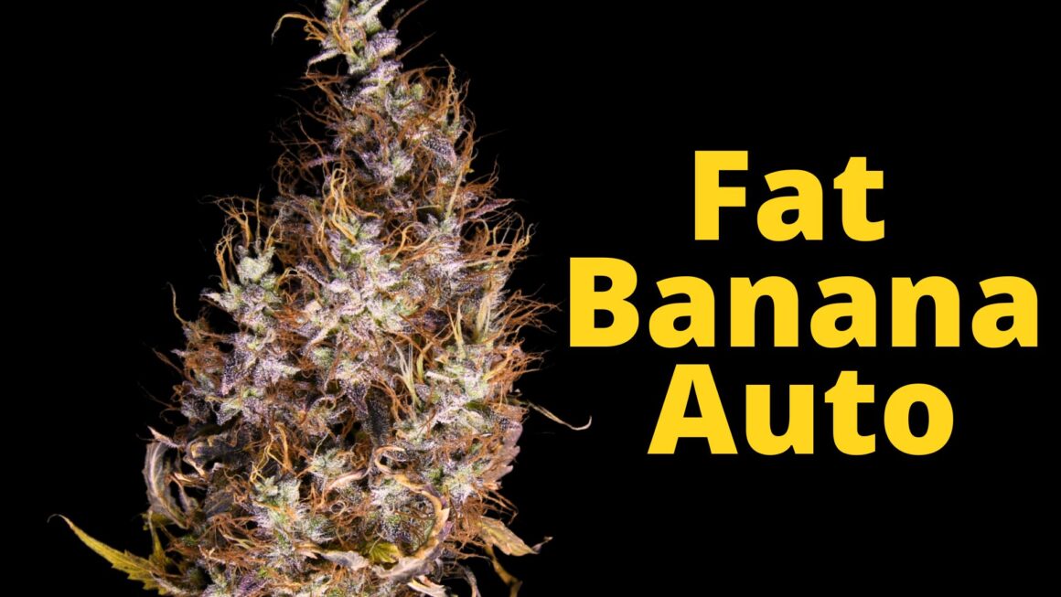 cannabis flower macro