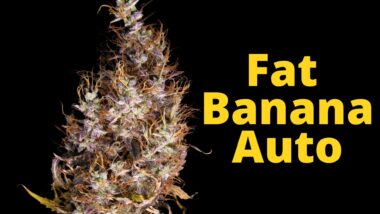 cannabis flower macro