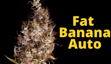cannabis flower macro