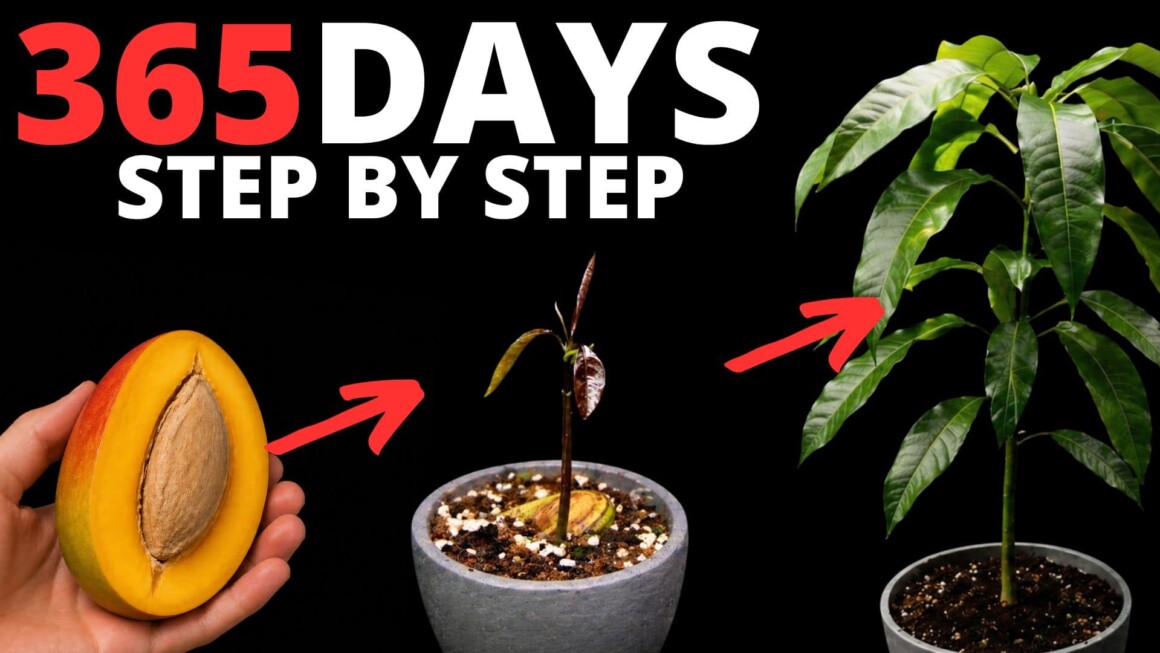 How to grow a mango tree from seed in 365 days, step by step