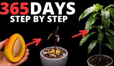 How to grow a mango tree from seed in 365 days, step by step