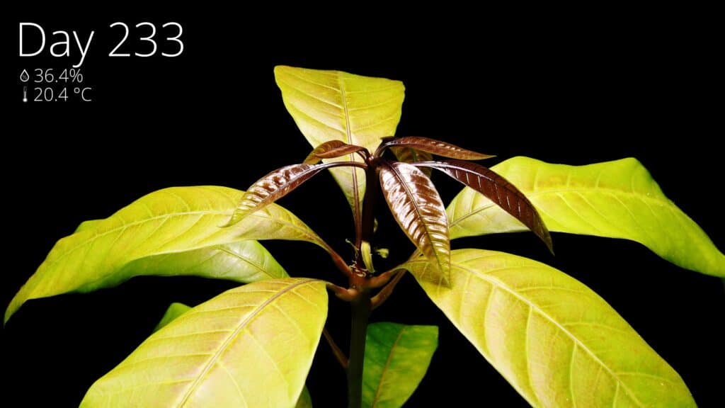 Mango seedling growing larger leaves at day 233