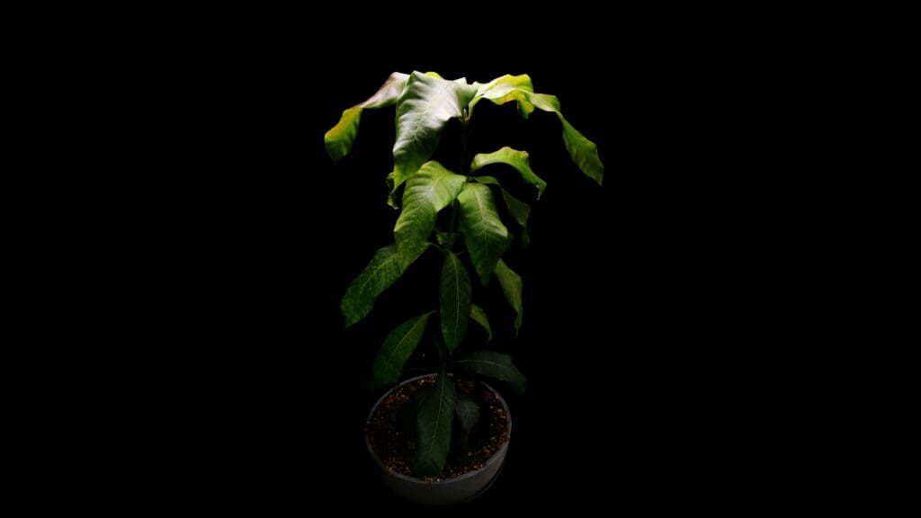 Mango tree grown from seed after 365 days