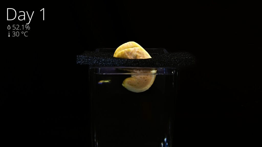 Mango seed suspended halfway in water to germinate on day 1