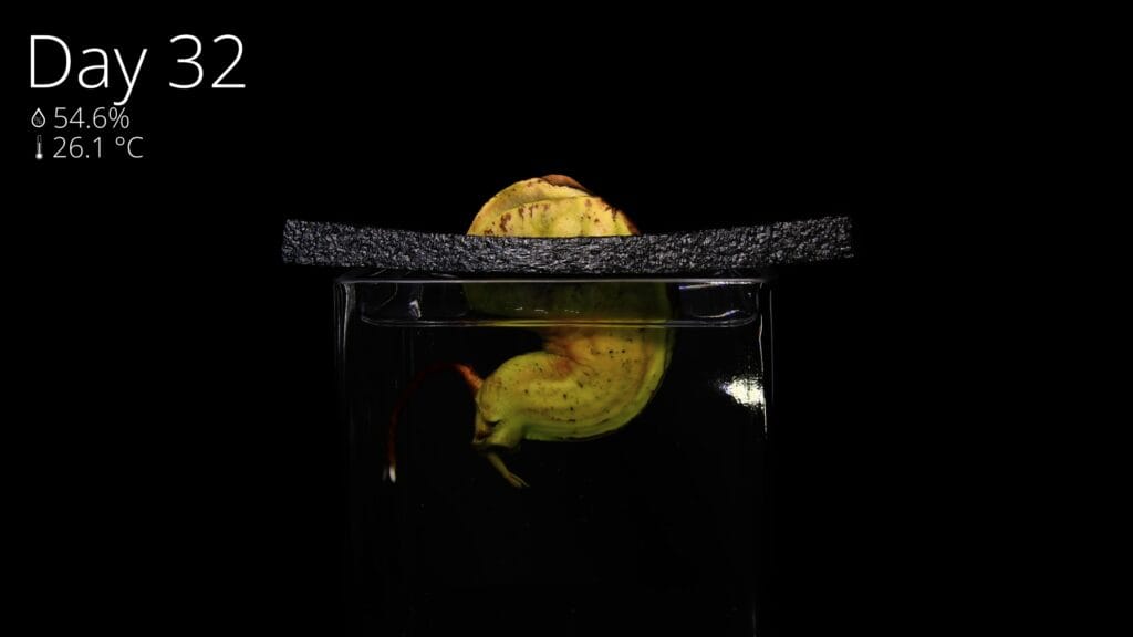 Mango seed growing a root and stem in water after 32 days