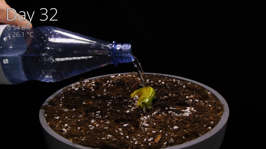 Planting the germinated mango seed into a pot of well-draining soil