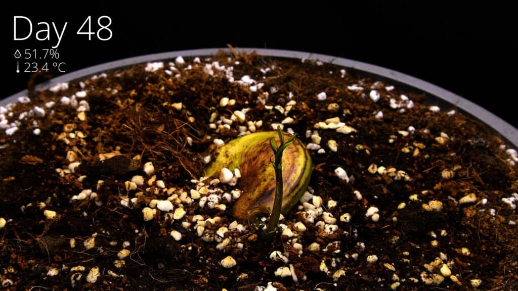 First mango shoot emerging from the soil on day 48
