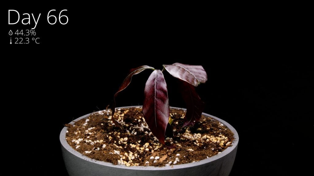 First mango leaves unfurling in deep glossy red on day 66
