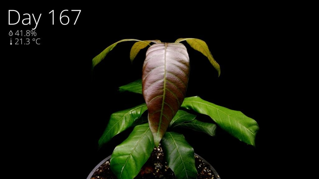 Young mango plant with maturing green and red leaves on day 167