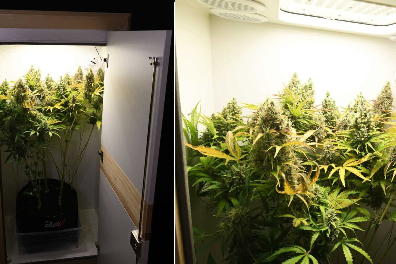 Urban Chili 3.0 grow box in living room