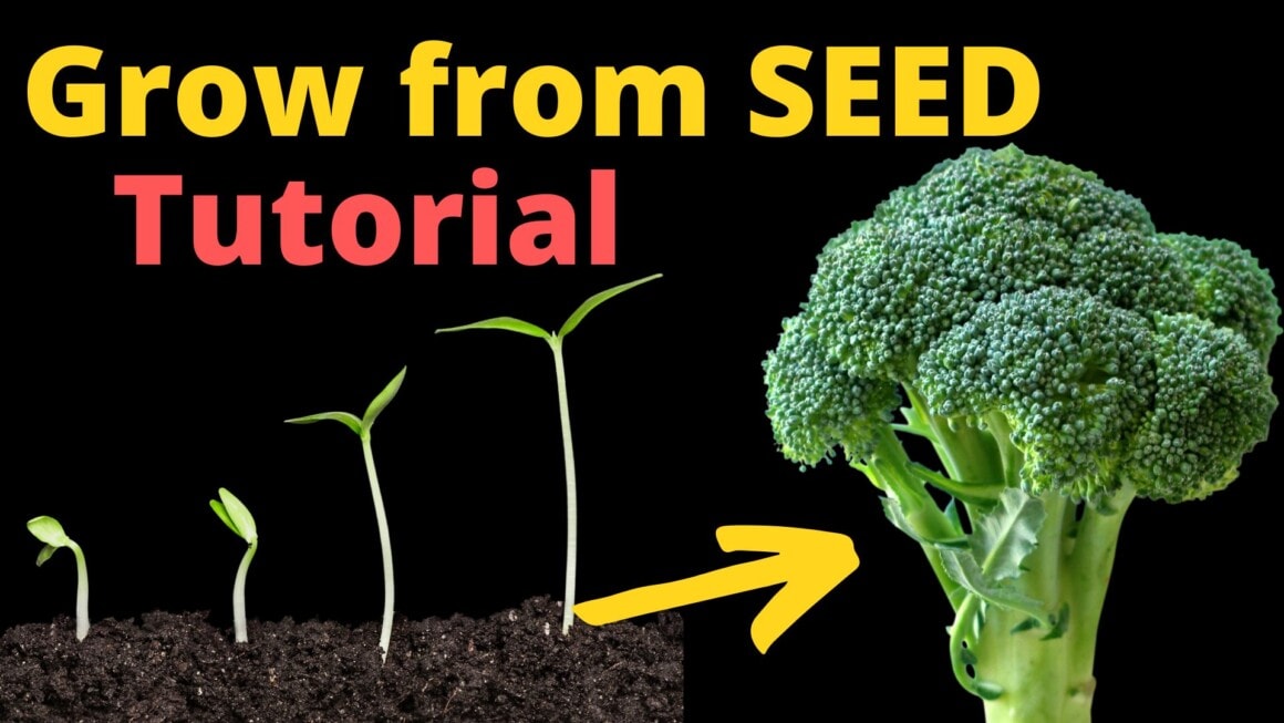 Grow Broccoli From Seed