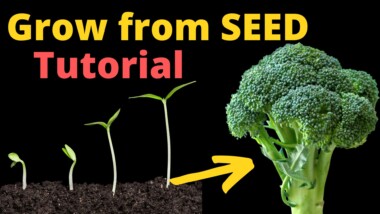Grow Broccoli From Seed