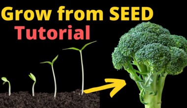 Grow Broccoli From Seed
