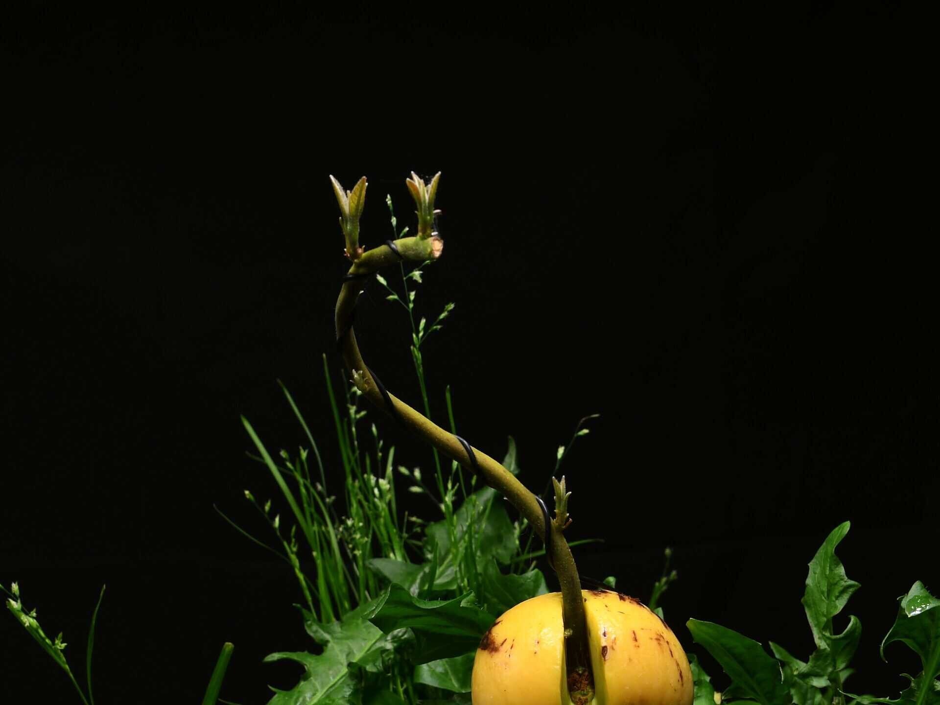 Avocado bonsai after first pruning and wiring the main stem