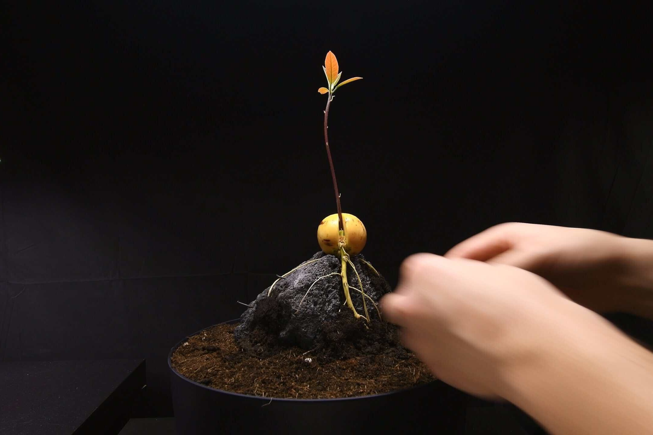 Setting up the avocado bonsai root-over-rock with keto clay