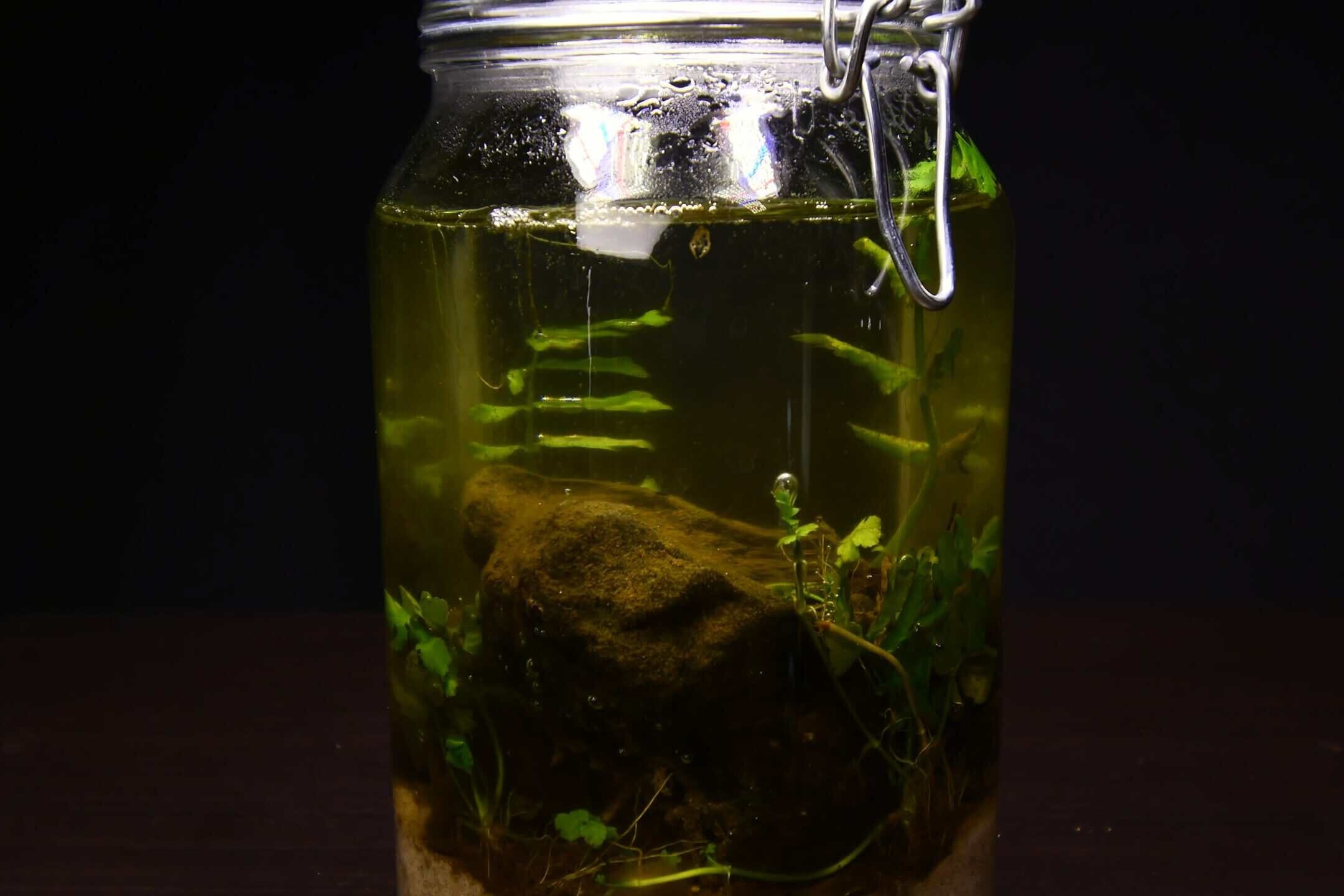 Finished DIY jar ecosphere standing on a table with plants and stones inside