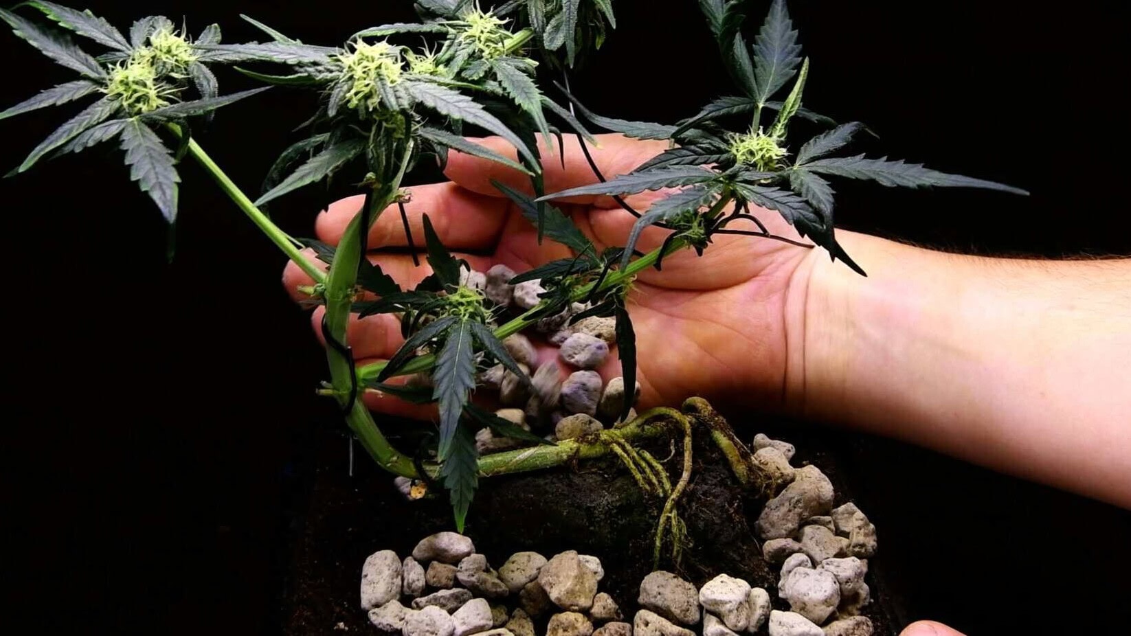 Small decorative stones added around the cannabis bonsai to create a miniature landscape