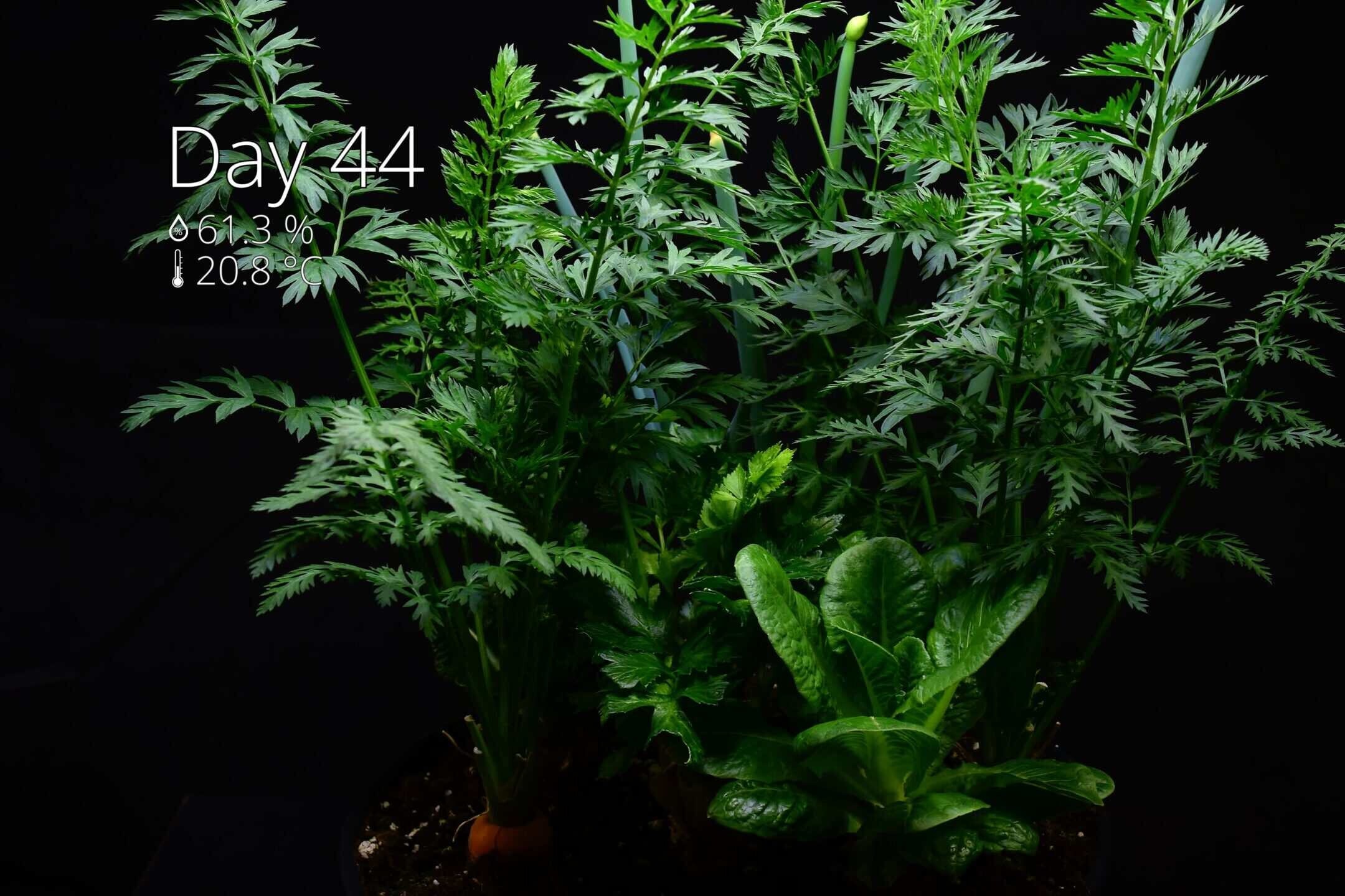 Pots full of regrown vegetables showing big leafy growth