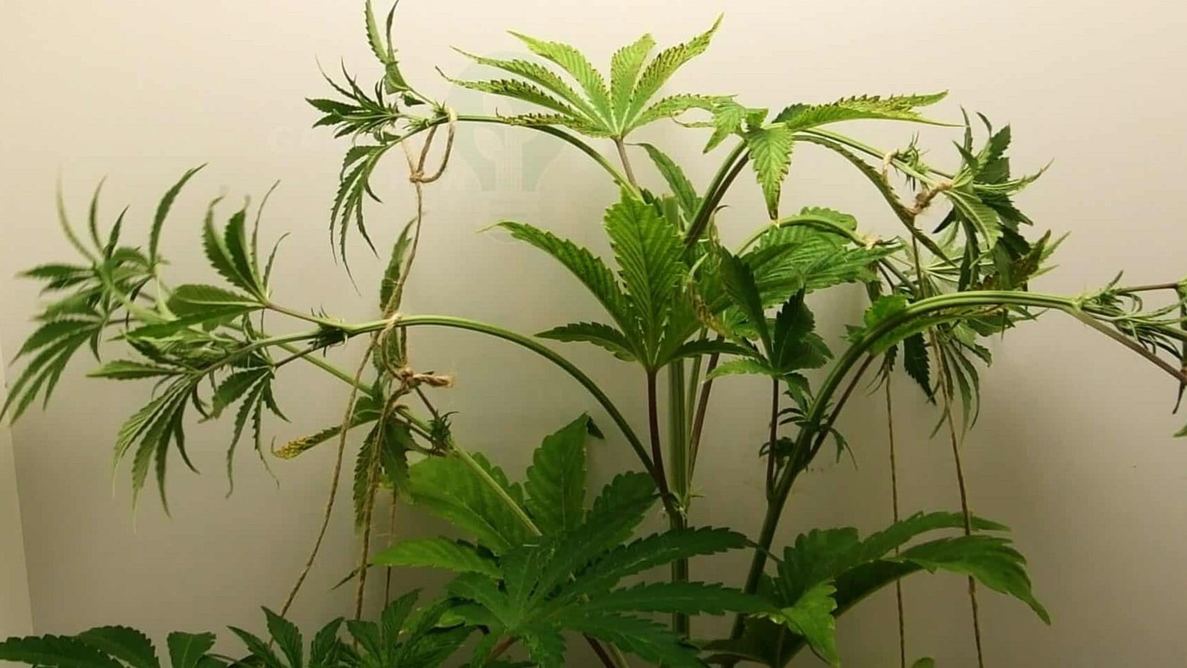 Autoflower cannabis plant trained with low-stress training by bending and tying down the main stem