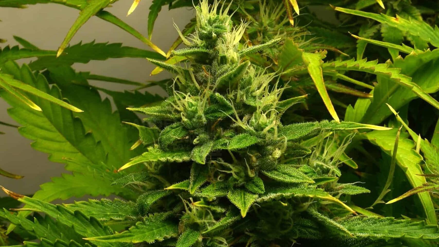 Autoflower cannabis in early flowering stage with forming buds
