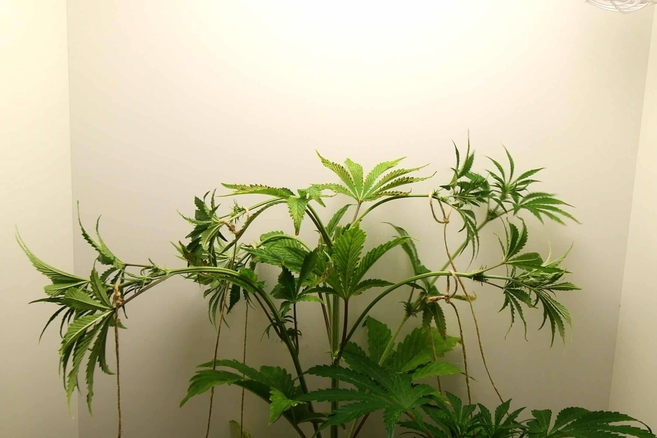 Cannabis plants after low-stress training in Urban Chili grow box