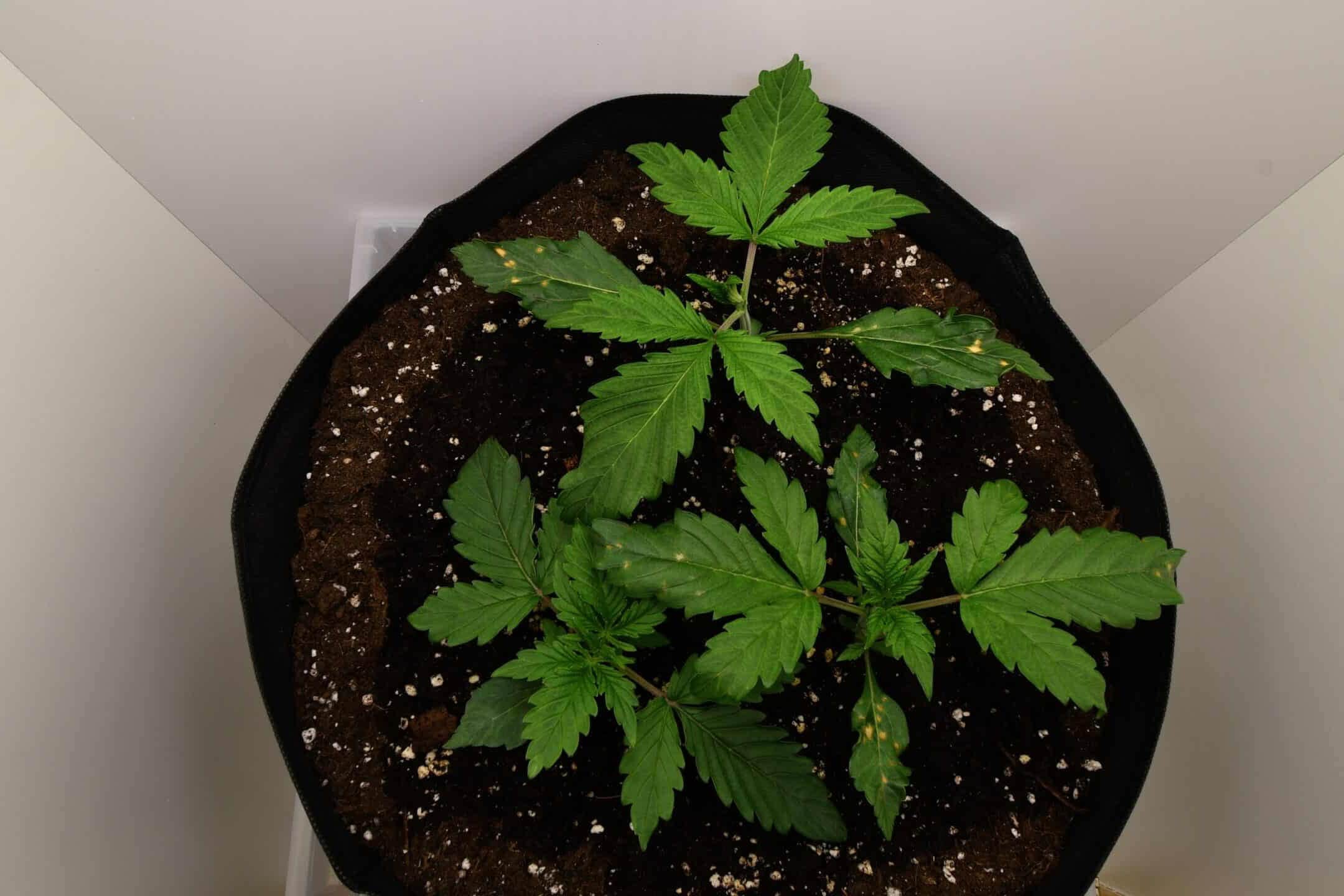 Young autoflower cannabis plants in pots a few weeks after germination