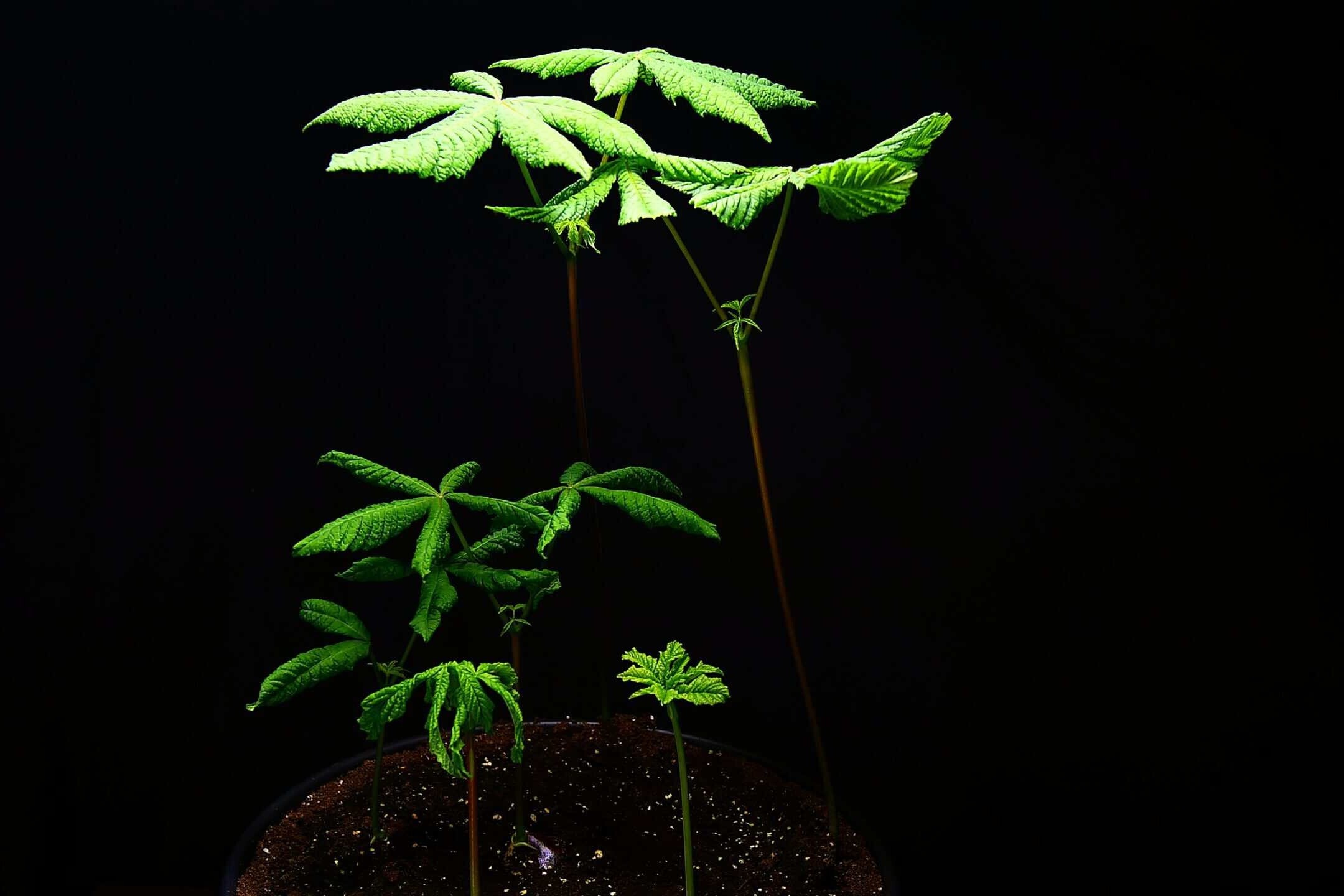 Young chestnut seedlings growing together in a tray