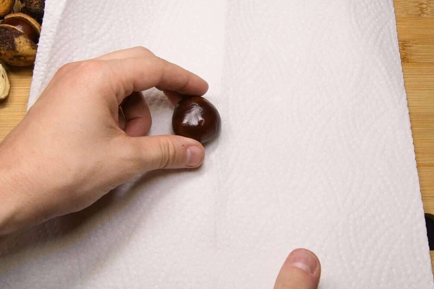 Chestnuts wrapped in a wet paper towel for cold stratification