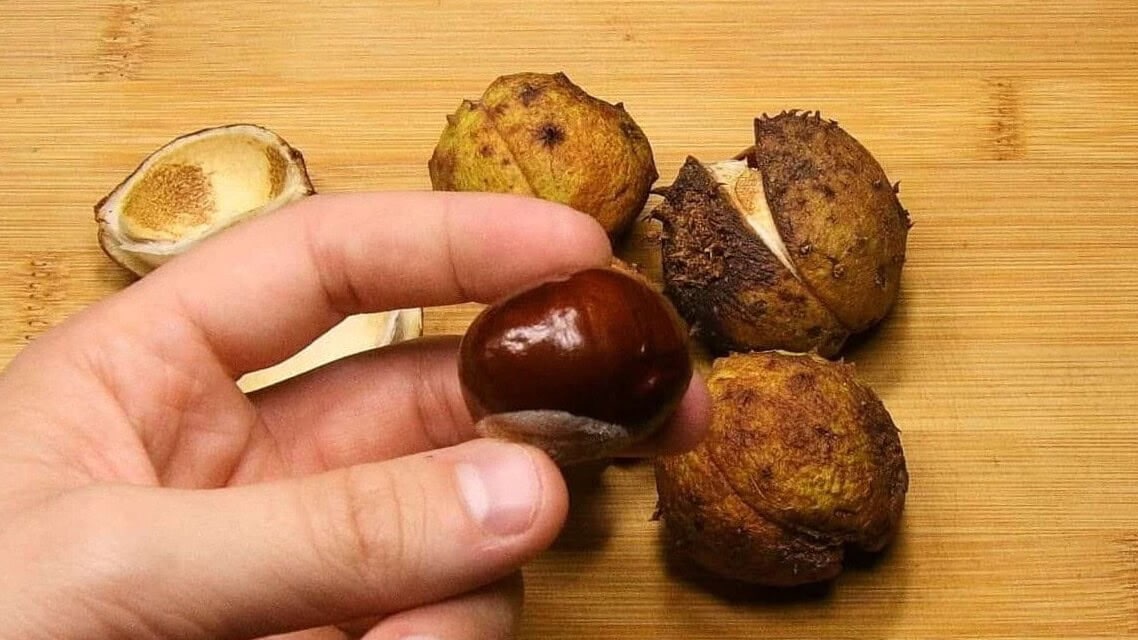 Fresh chestnuts collected for growing chestnut trees from seed
