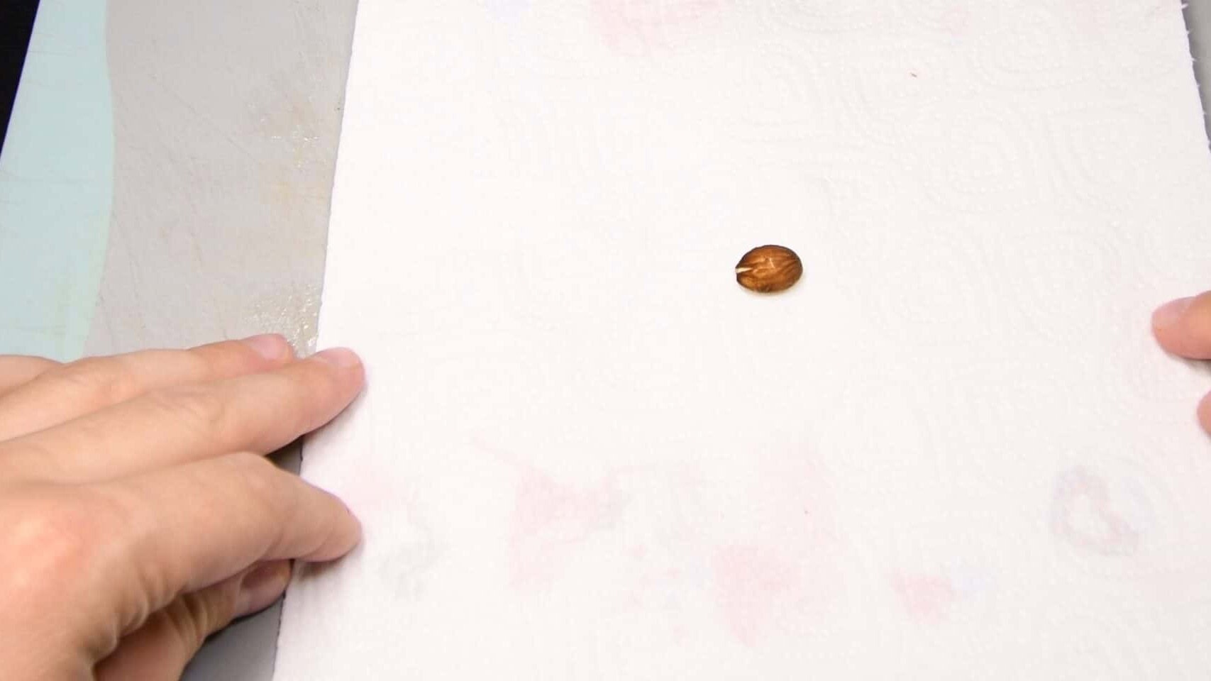 Nectarine seed wrapped in moist paper towel for cold stratification