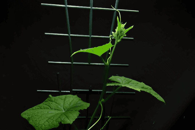 Cucumber plant climbing vertically on a support frame