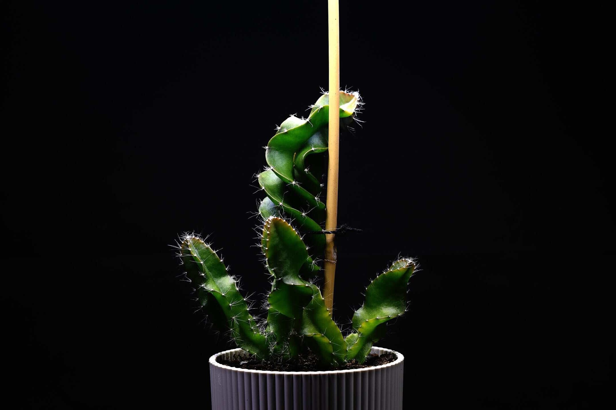 Larger dragon fruit cactus plant in a pot