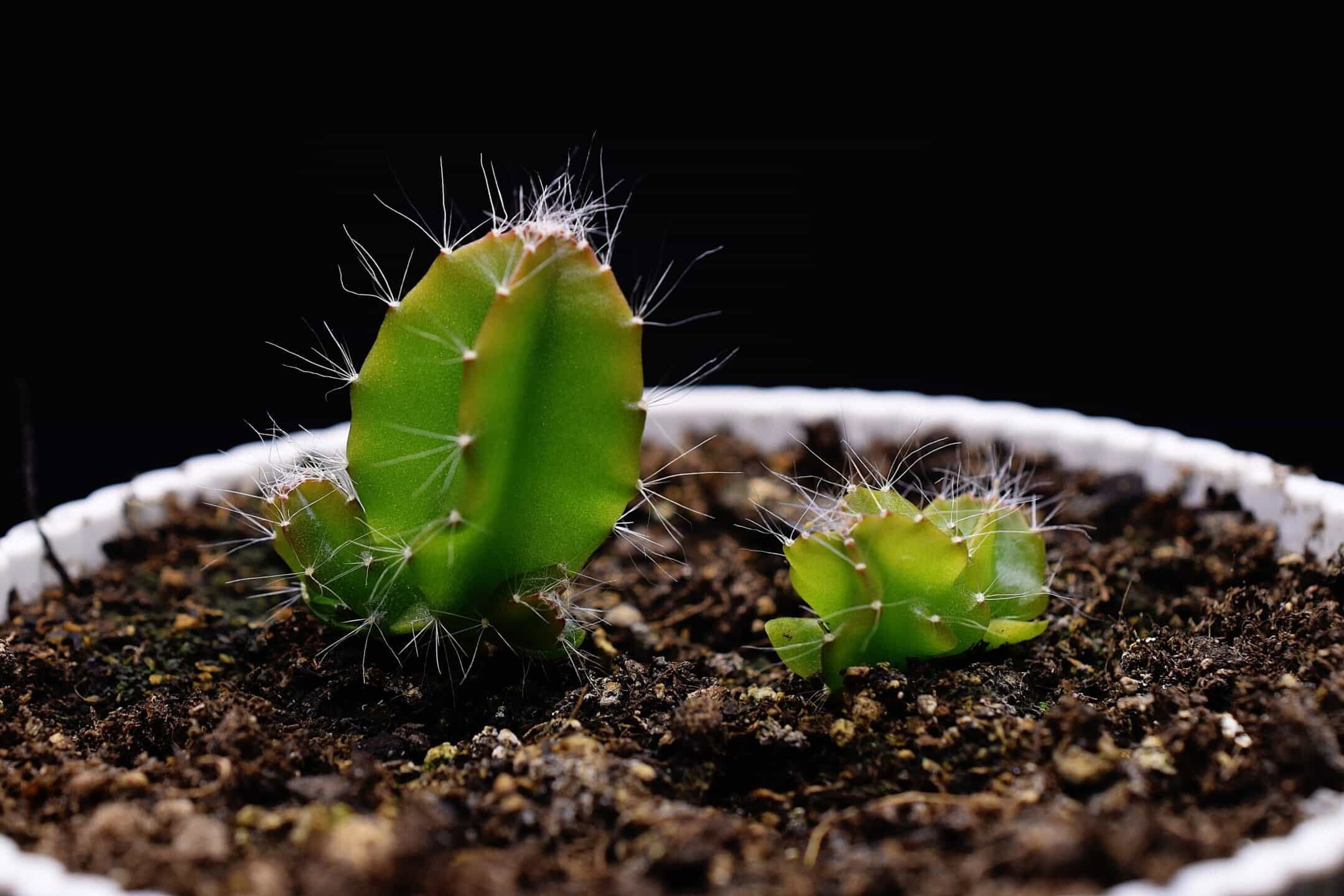Young dragon fruit cactus seedlings growing close together