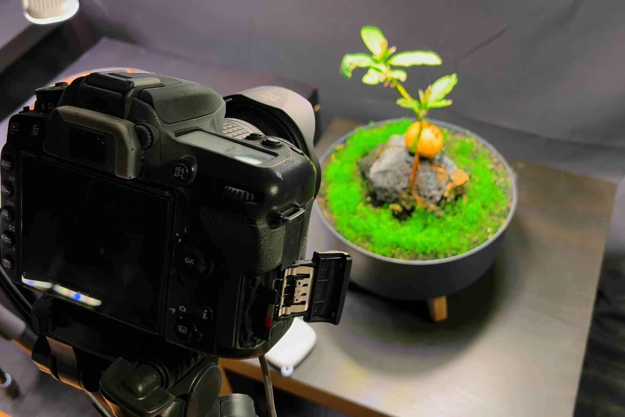 Plant timelapse setup with camera and plant in front of a black background