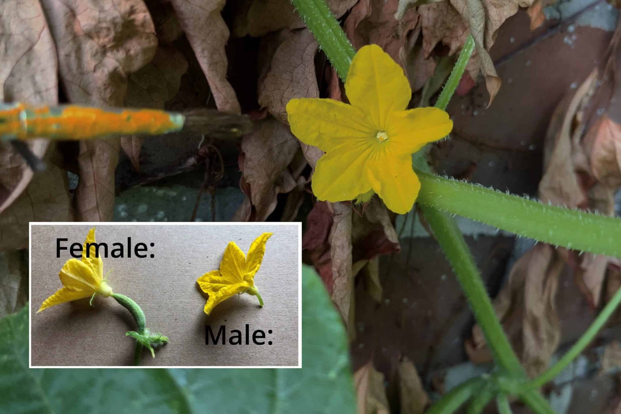 Close-up of male and female cucumber flowers for pollination